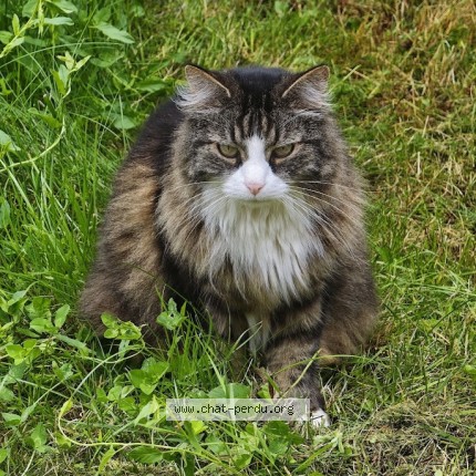 Photo 1/1 King Chat perdu à Herstal