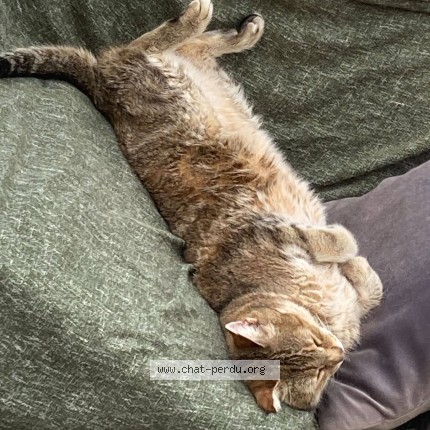 Photo de chat perdu à Maltot