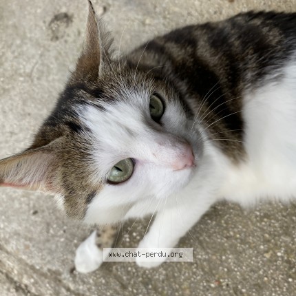 Photo 2/2 Chat retrouvé Perdu à Aix Villemaur Palis