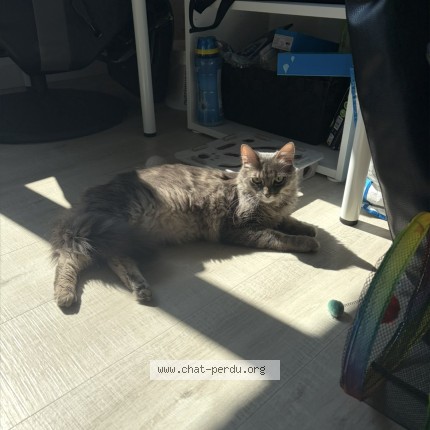 Photo de chat perdu à Toulouse
