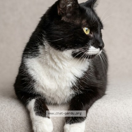 Photo de chat trouvé à Andolsheim