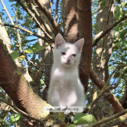 Photo 1/1 Chat retrouvé Perdu à Paris