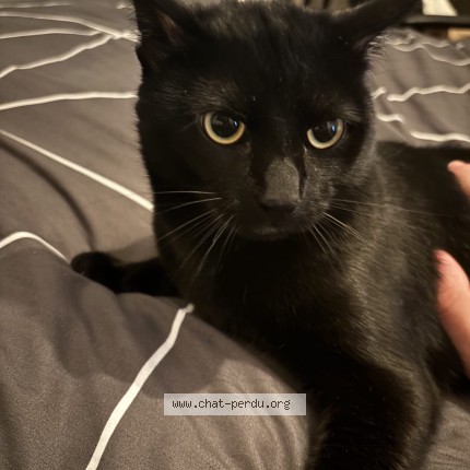 Photo de chat perdu à Lille