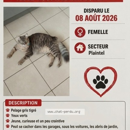 Photo 1/3 Allia Chat perdu à Plaintel
