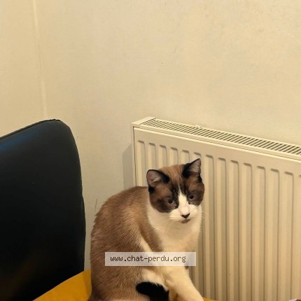 Photo 1/1 Ragnar Chat perdu à Liege