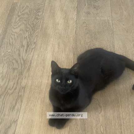 Photo de chat perdu à Houilles