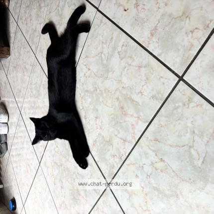 Photo de chat perdu à Croix Caluyau