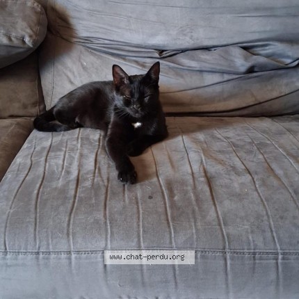Photo de chat perdu à Le Blanc Mesnil