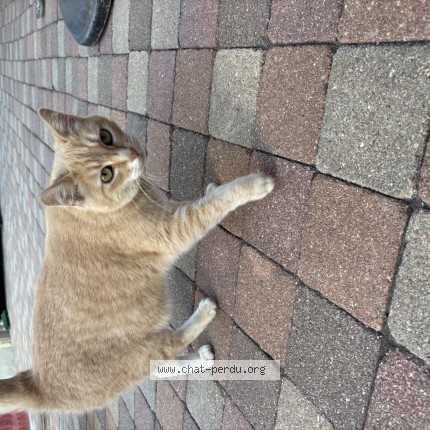 Photo de chat trouvé à Le Havre