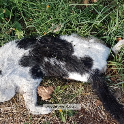 Photo de chat trouvé à St Thomas De Courceriers