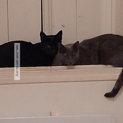 Photo de chat perdu à Vacquieres