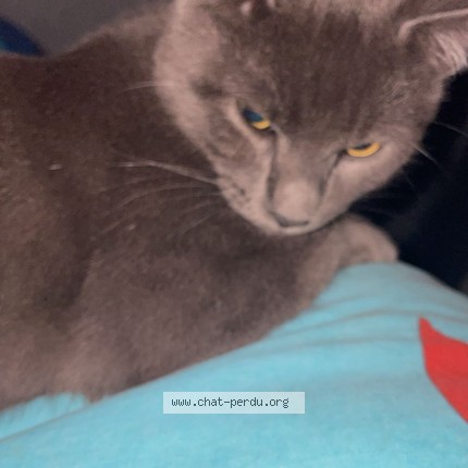 Photo 1/1 grisouille Chat perdu à Saint Pierre D Aurillac