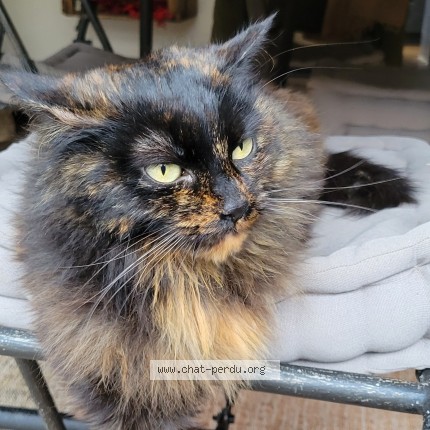 Photo de chat perdu à Messein