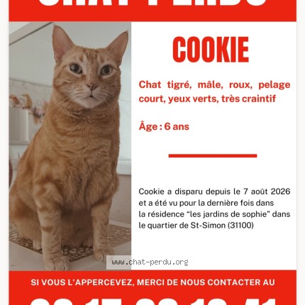 Photo de chat perdu à Toulouse