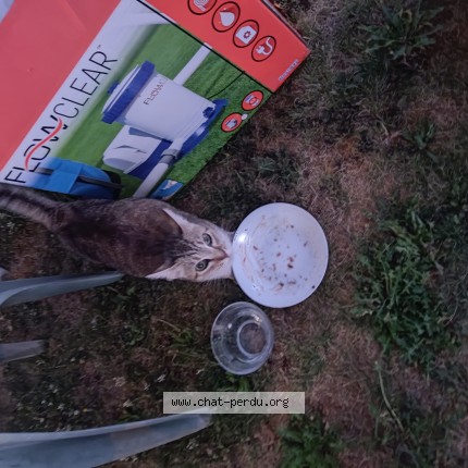 Photo 1/1 Chat trouvé Trouvé à Guingamp