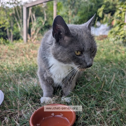 Photo 1/2 Chat trouvé Trouvé à Liege