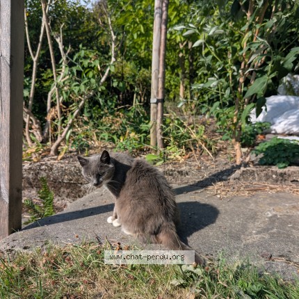 Photo 2/2 Chat trouvé Trouvé à Liege