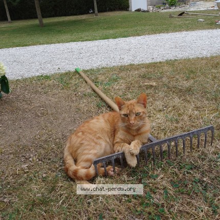 Photo 1/1 rookie Chat perdu à Dompierre Sur Charente