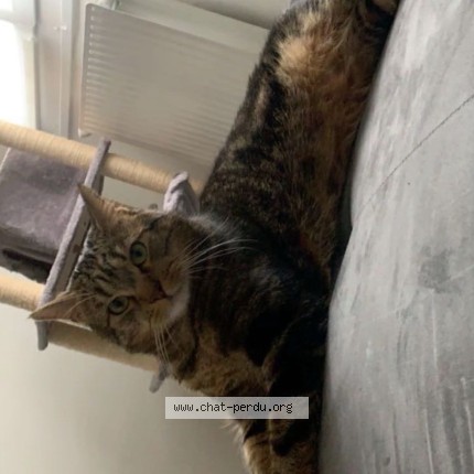 Photo de chat perdu à Escaudain