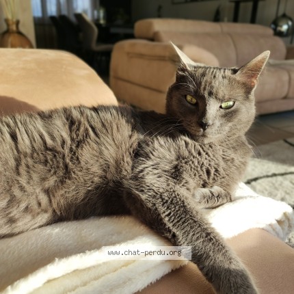 Photo de chat perdu à Isbergues