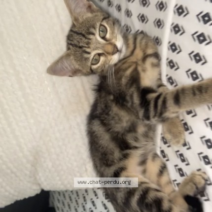 Photo de chat perdu à Bergerac