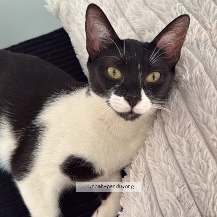 Photo de chat perdu à Aulnay Sous Bois