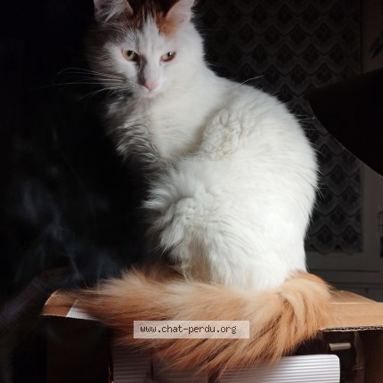 Photo 1/1 Roméo Chat perdu à Lourdes