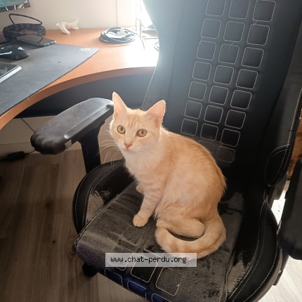 Photo 1/1 astrale Chat perdu à Cesson Sevigne