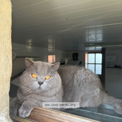Photo 1/1 Nayade Chat perdu à Montreverd