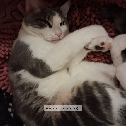 Photo de chat perdu à Etel