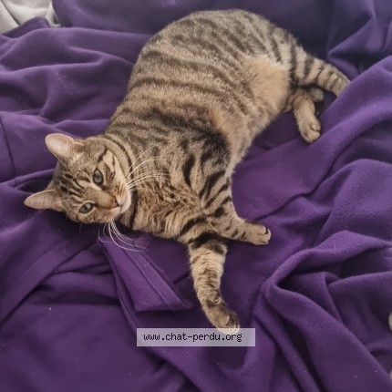 Photo 1/1 roy Chat perdu à Romilly Sur Seine