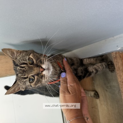 Photo de chat trouvé à Croix