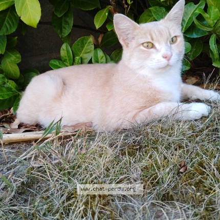 Photo de chat trouvé à Plenee Jugon