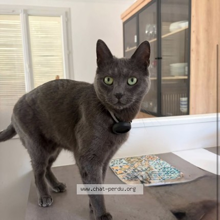 Photo de chat perdu à Buc
