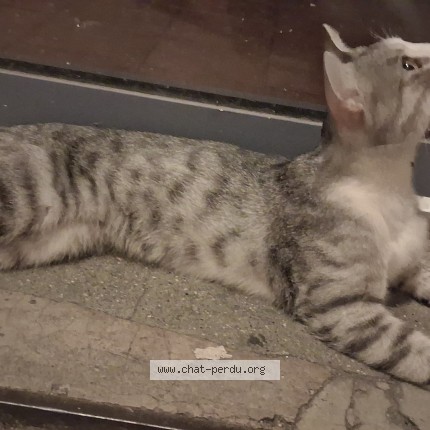 Photo de chat trouvé à Martigues