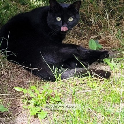 Photo de chat perdu à Aulnay Sous Bois