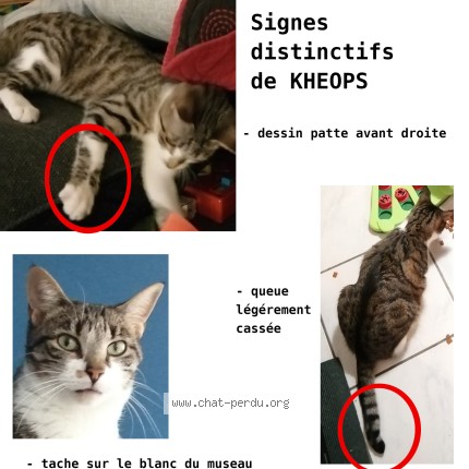 Photo 2/2 Kheops Chat perdu à Isle Sur Sorgues