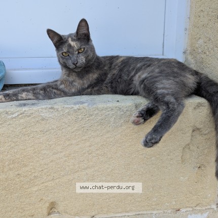 Photo de chat trouvé à Saint Seurin Sur L Isle
