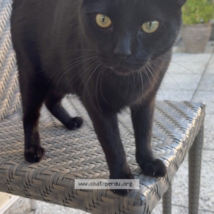 Photo 1/1 Shadow Chat perdu à Vaujours
