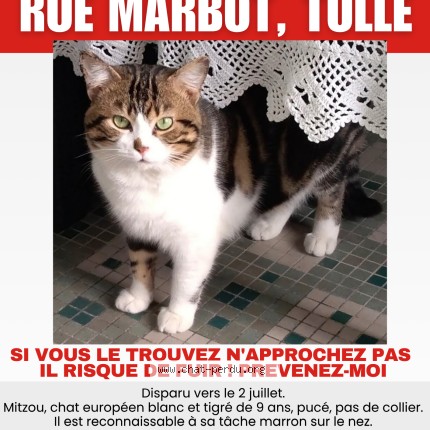 Photo de chat perdu à Tulle