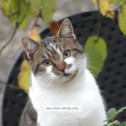 Photo 1/1 Chat retrouvé Perdu à Vraux