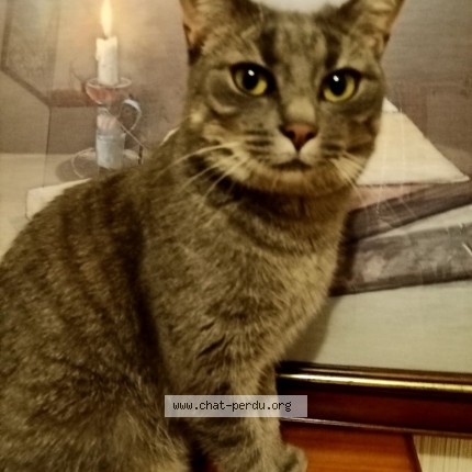 Photo de chat perdu à Nevers