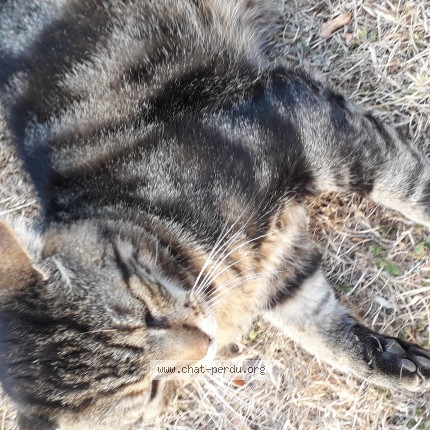 Photo de chat trouvé à Gisors