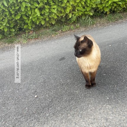Photo 1/1 Chat retrouvé Perdu à Fouras