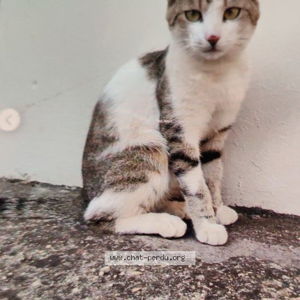Photo de chat trouvé à Ermont