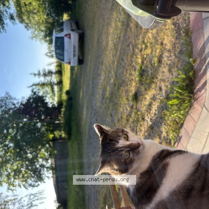 Photo 1/1 pavane Chat perdu à Loireauxence