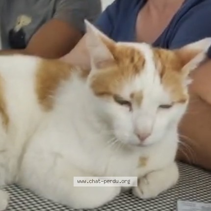 Photo de chat perdu à Marseille