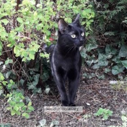 Photo 2/4 Chipie Chat perdu à Saran