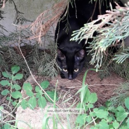 Photo 3/4 Chipie Chat perdu à Saran