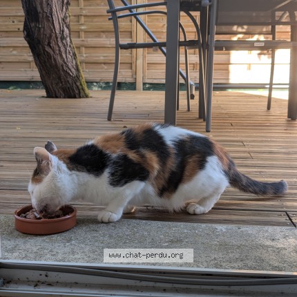 Photo 1/1 Chat trouvé Trouvé à Poitiers